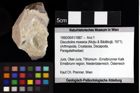 Foto (Objket + Etiketten) von Bucculentum bachmayeri (Schweitzer & Feldmann 2009) 